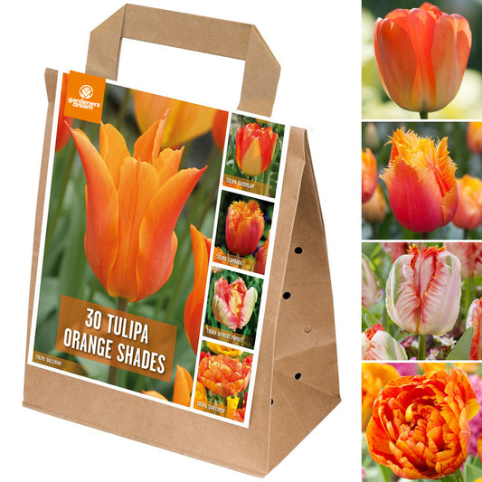 Orange Tulip Garden Mix