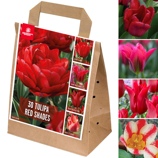 Red Tulip Garden Mix