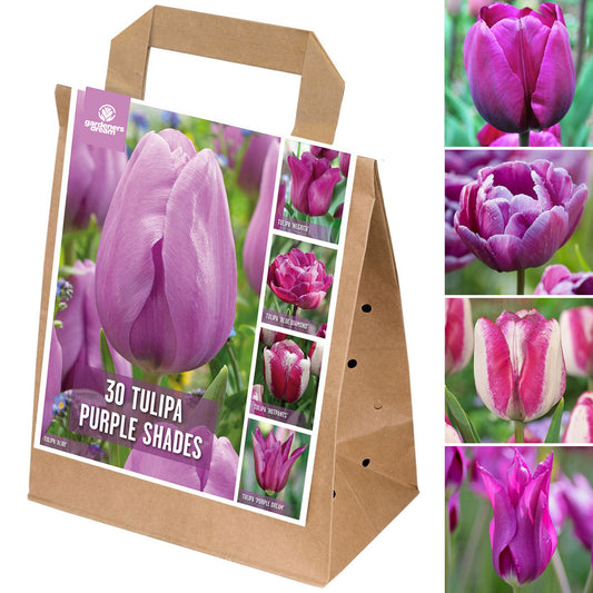 Violet Tulip Garden Mix