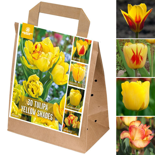 Yellow Tulip Garden Mix