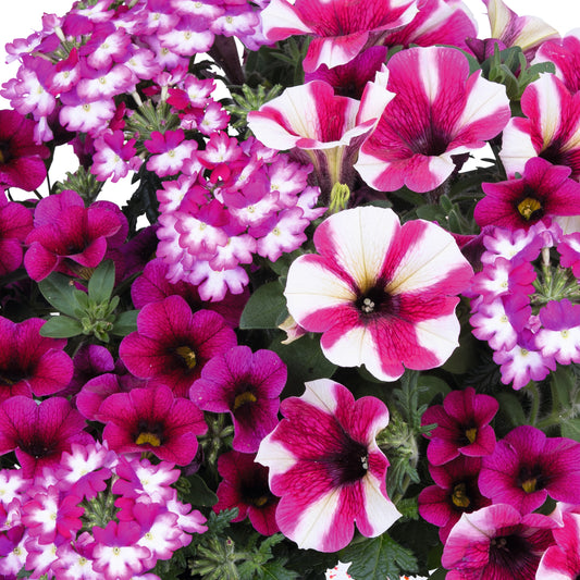 Trio Shocking Hot Pink Basket Plants