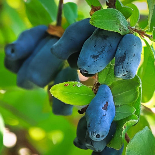 Siberian Honeyberry