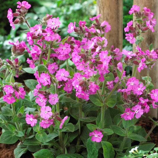 Silene 'Rollie's Favorite'