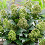 Skimmia 'Fragrant Cloud'