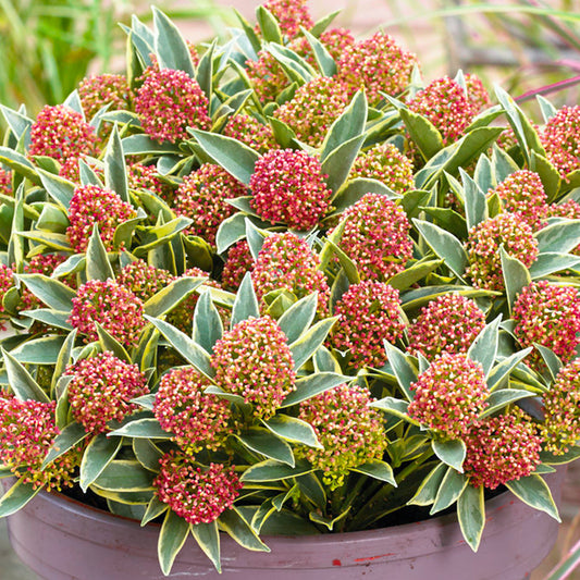 Skimmia 'Magic Marlot'