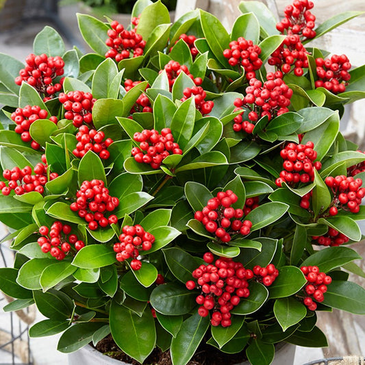 Skimmia 'Obsession'