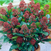 Skimmia 'Rubella'