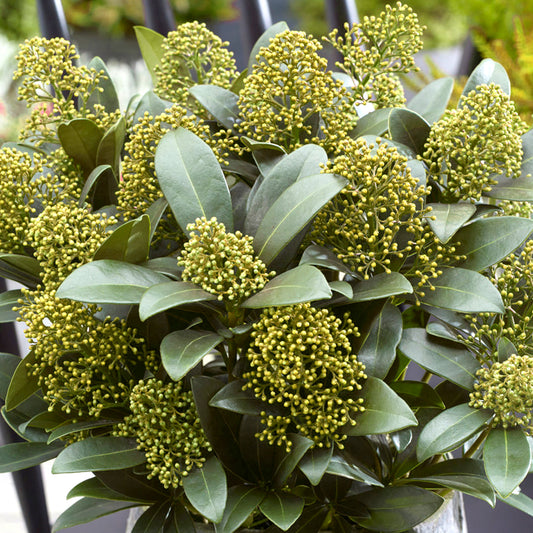 Skimmia 'White Globe'