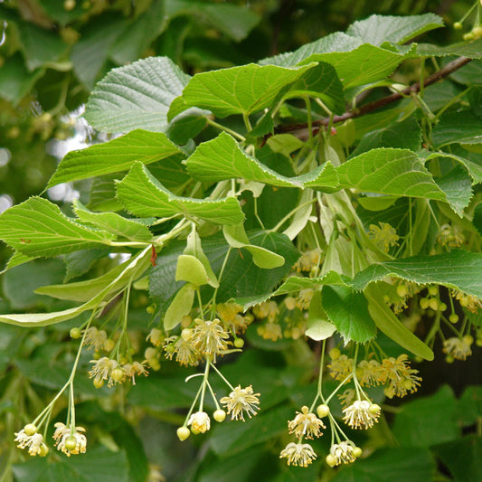 Small-Leaved Lime Bare Root Hedge