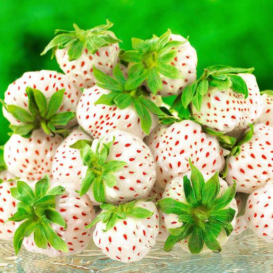 Strawberry 'Snow White' Bare Root Plants