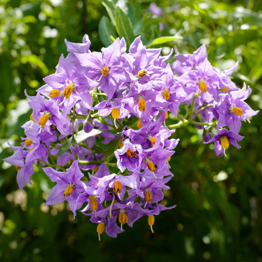 Solanum 'Glasnevin'