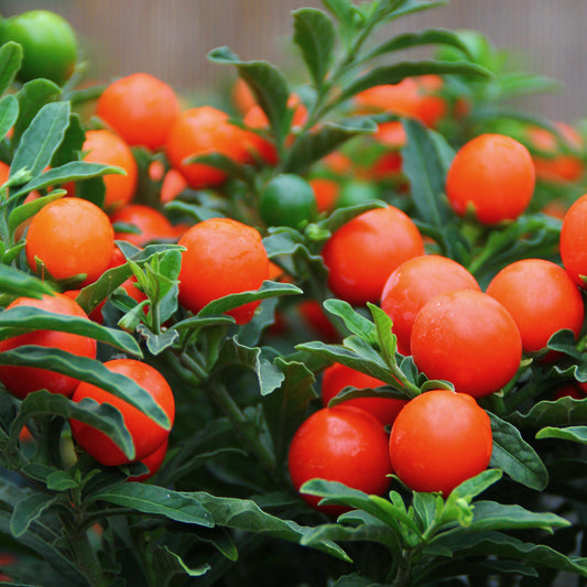 Solanum 'Thurino'