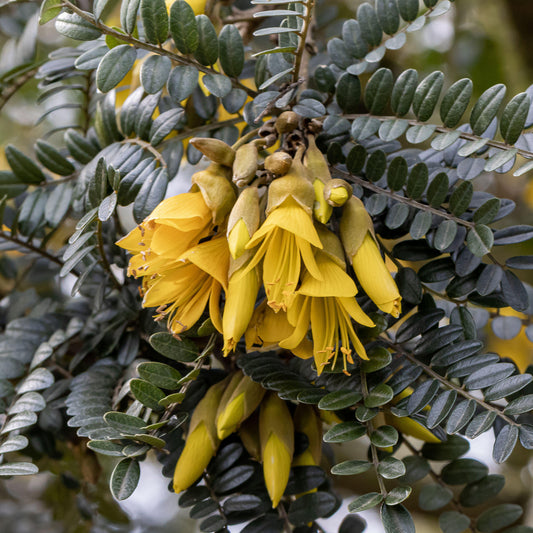 Sophora 'Sun King'