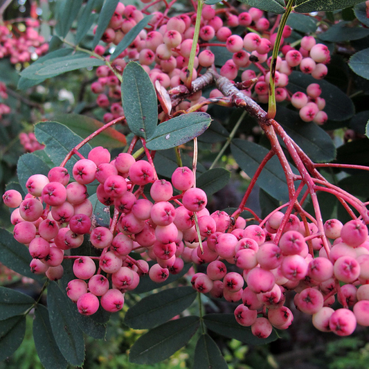 Sorbus 'Pink Pagoda'