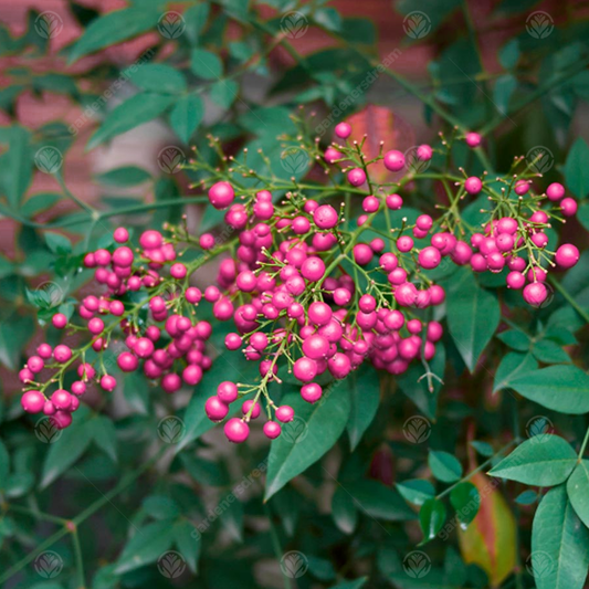 Sorbus 'Pink Charm'