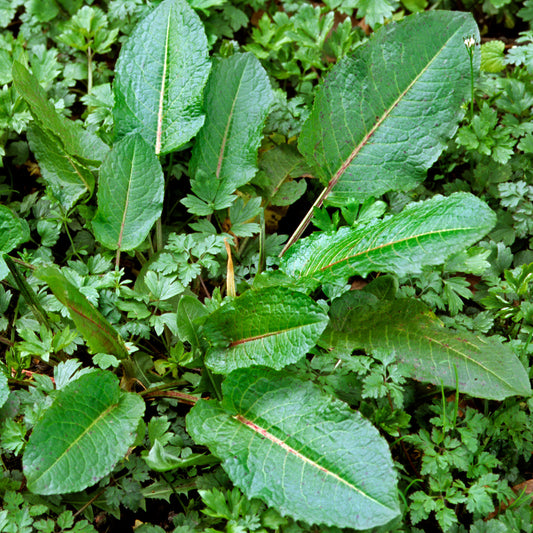 Sorrel Broadleaved