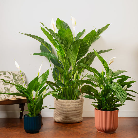 Spathiphyllum 'Peace Lily'