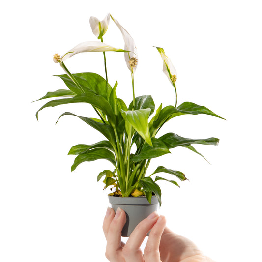 Baby Spathiphyllum 'Pearl Cupido'