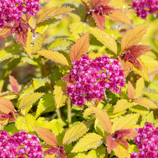 Spiraea 'Magic Carpet'