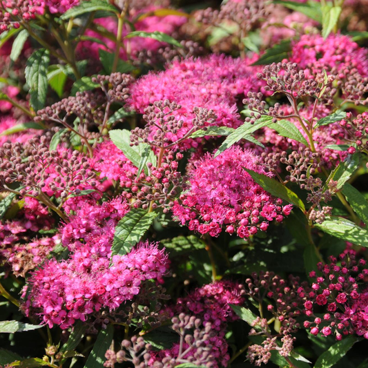 Spiraea 'Anthony Waterer'