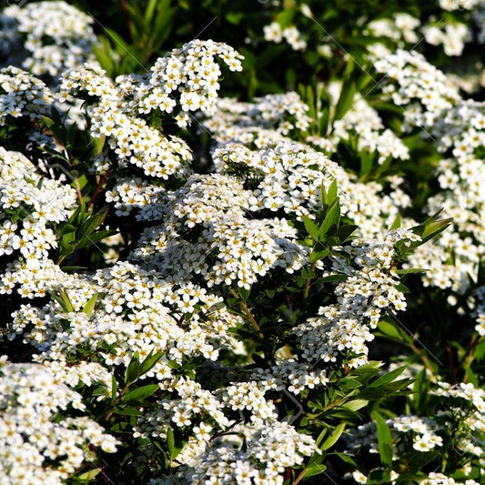 Spiraea 'Grefsheim'