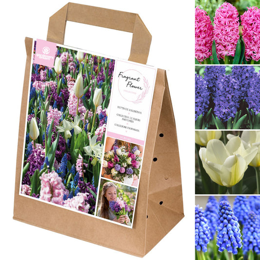 Spring Bulbs Mix - Fragrant Flowers