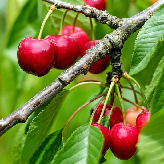 Cherry 'Stella' Patio Tree