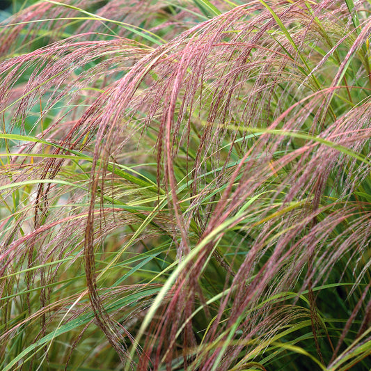 Stipa arundinacea