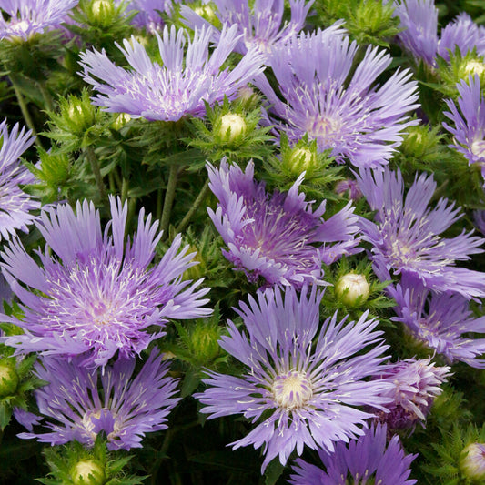 Stokesia 'Mels Blue'