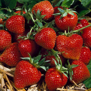 Strawberry 'Korona'