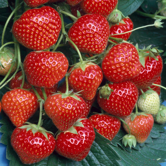 Strawberry 'Marshmello'