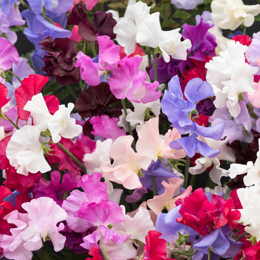 Sweet Pea Tall Bedding Plants