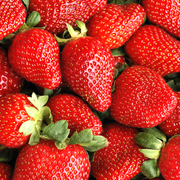 Strawberry 'Sweetheart' Bare Root Plants