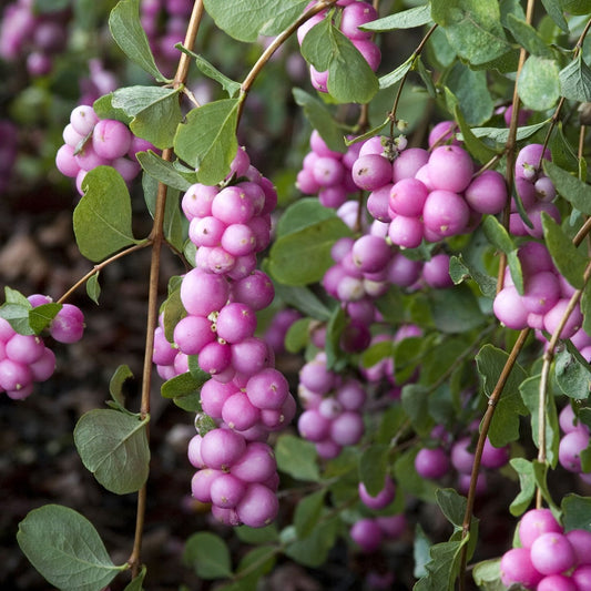 Symphoricarpos 'Magical Candy'