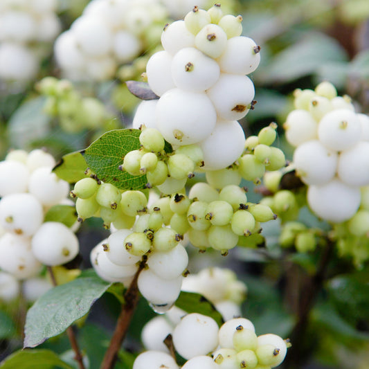 Symphoricarpos 'Magical Galaxy'