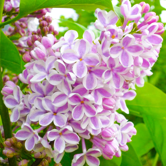 Syringa 'Lila Wonder'