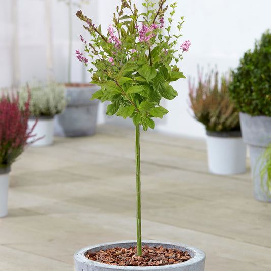 Syringa 'Minuet' Patio Tree