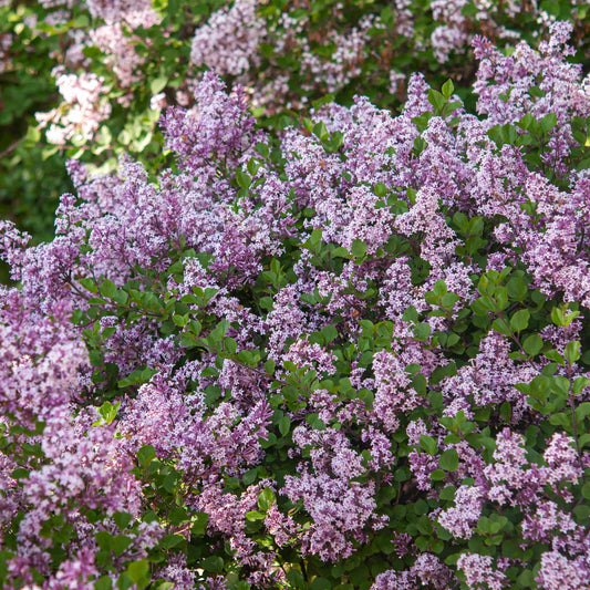 Syringa 'Miss Kim'