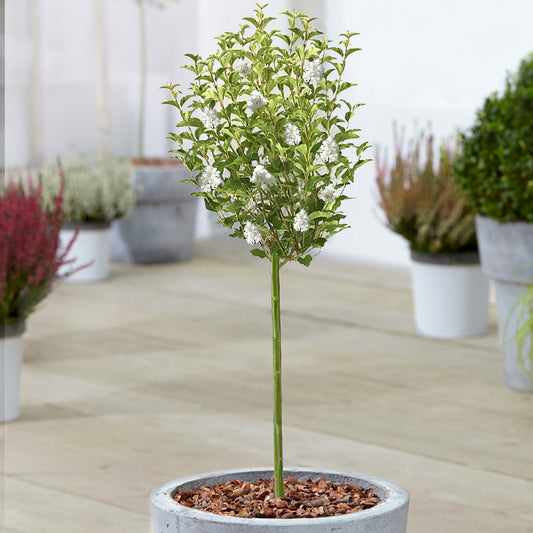 Syringa 'White' Patio Tree