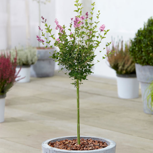 Syringa 'Palibin' Patio Tree