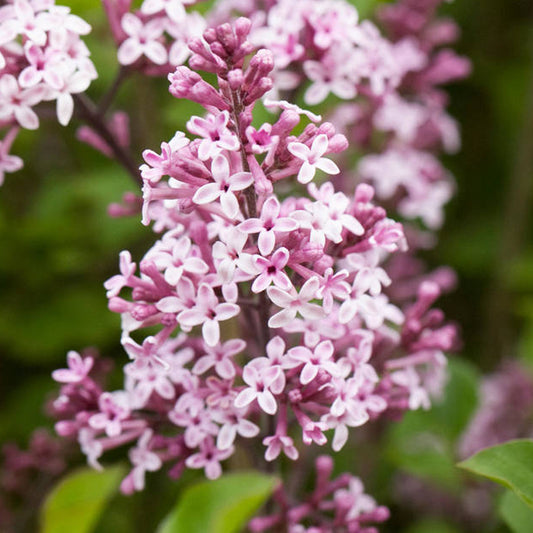 Syringa 'Palibin'