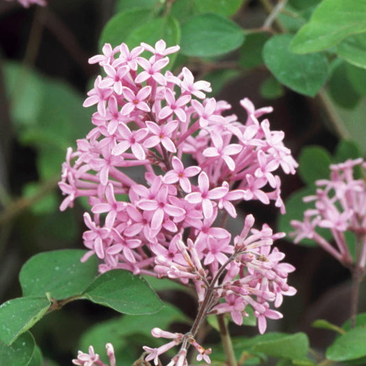 Syringa 'Red Pixie'