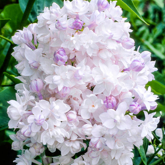 Syringa 'Beauty Of Moscow'