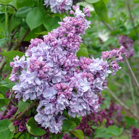 Syringa 'Katherine Havemeyer'