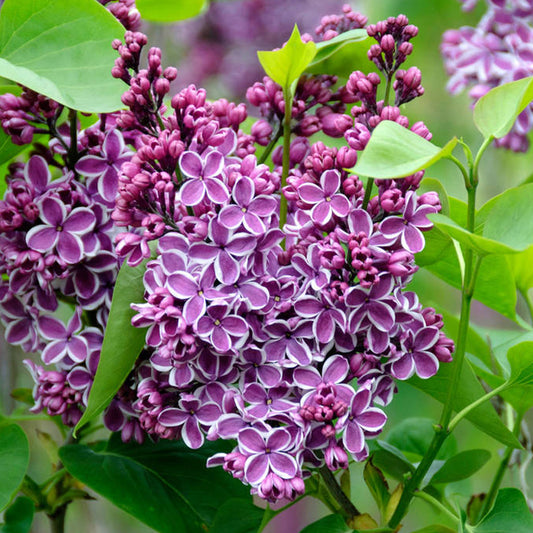 Syringa 'Sensation'