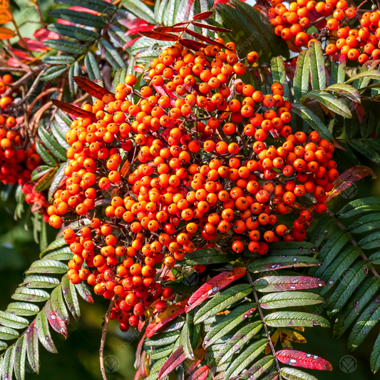 Sorbus scalaris