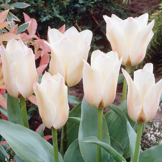 Tulip 'Albion Star'