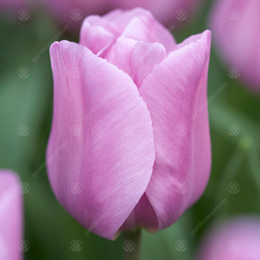 Tulip 'Alibi'