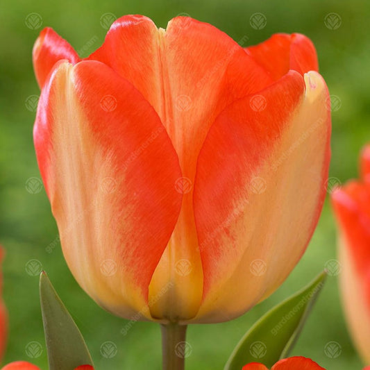 Tulip 'American Dream'