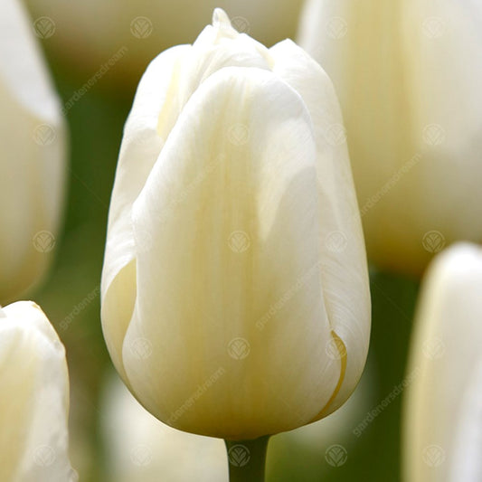 Tulip 'Angels Wish'